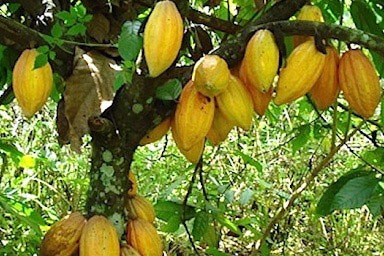 The Royal Cocoa Farm Project of the Royal House of Sefwi Obeng-Mim
