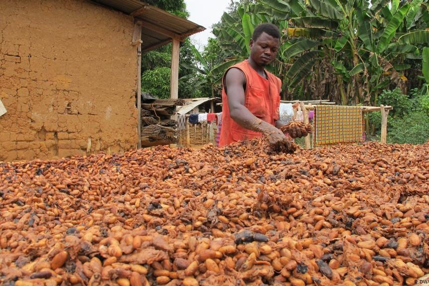 The Royal Cocoa Farm Project of the Royal House of Sefwi Obeng-Mim